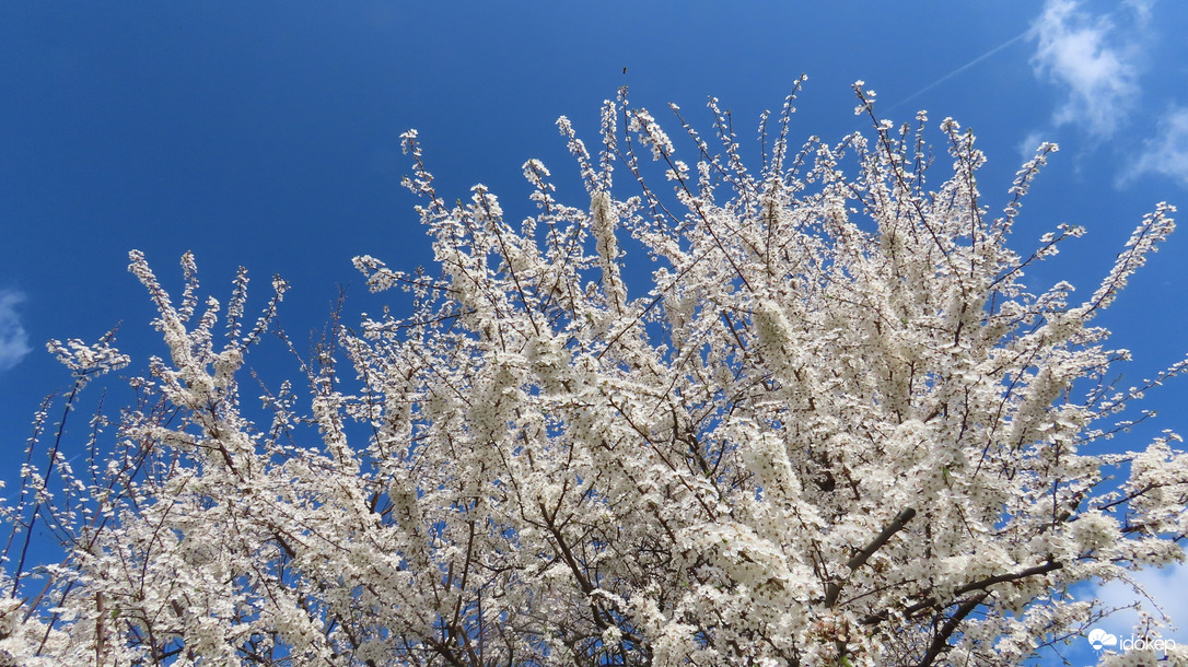 Teljes pompájában.
