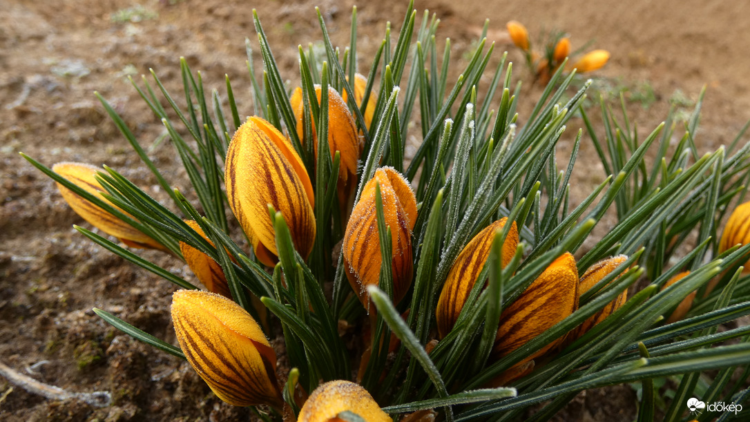 Krókuszok