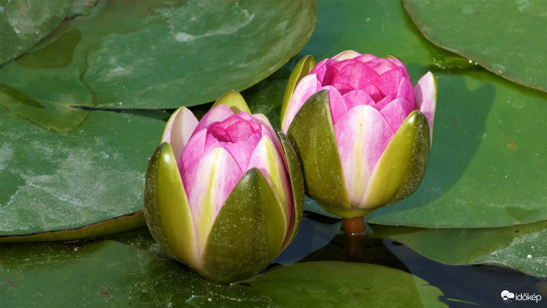 Tündérek a japánkertben.