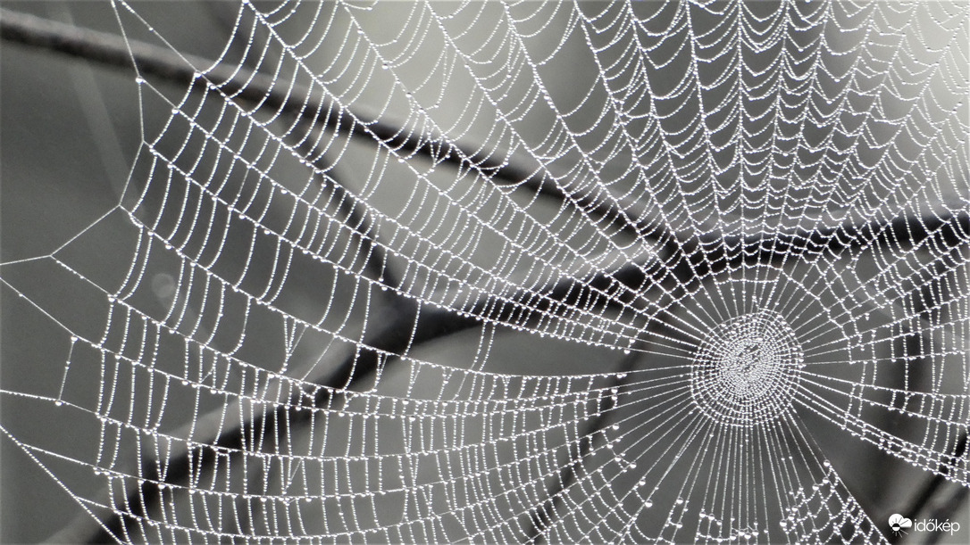 Ködharmat gyöngyök.