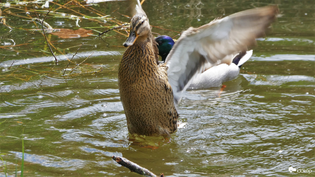 "Levezénylem a kivonulást!"