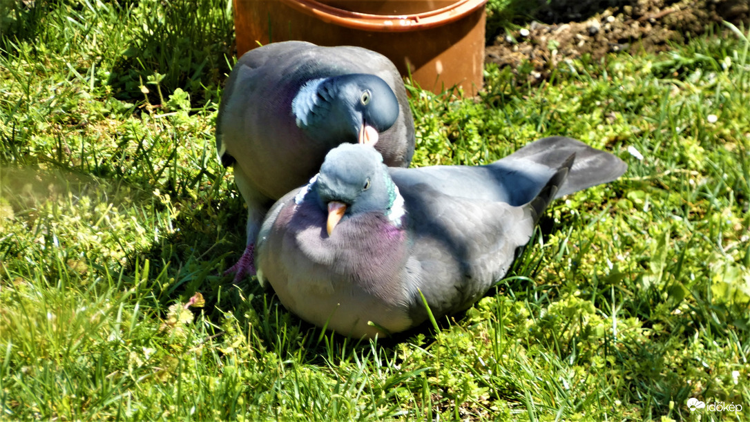"Olyan kócos vagy, megfésüllek!"