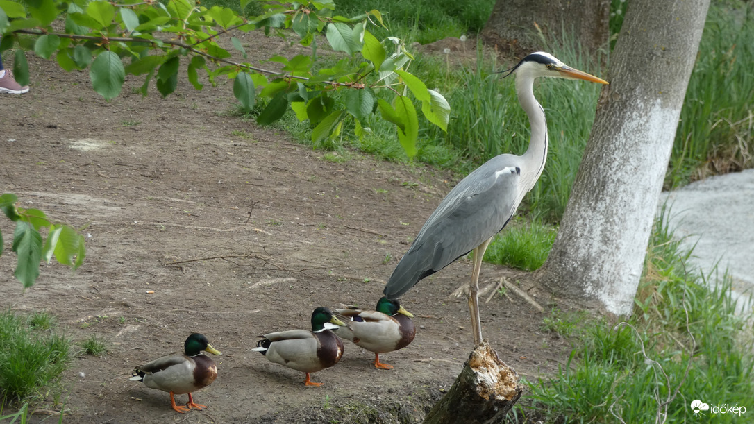 "Mit álltok ott féllábon,