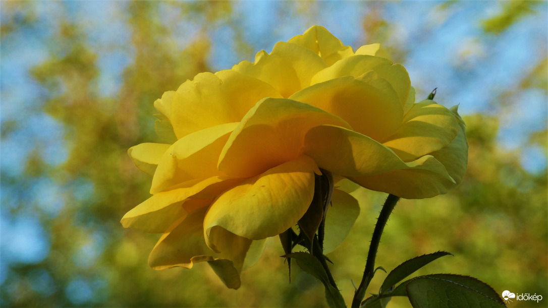 Nyílik még a sárga rózsa...