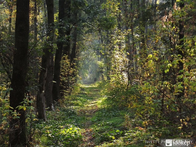 Kása-erdőben