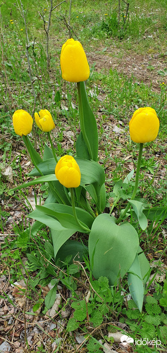 Szabadszállás