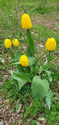 Szabadszállás