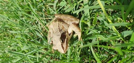 Szabadszállás