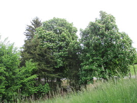 Tiszadob