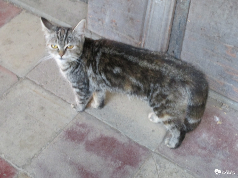 Tiszadob