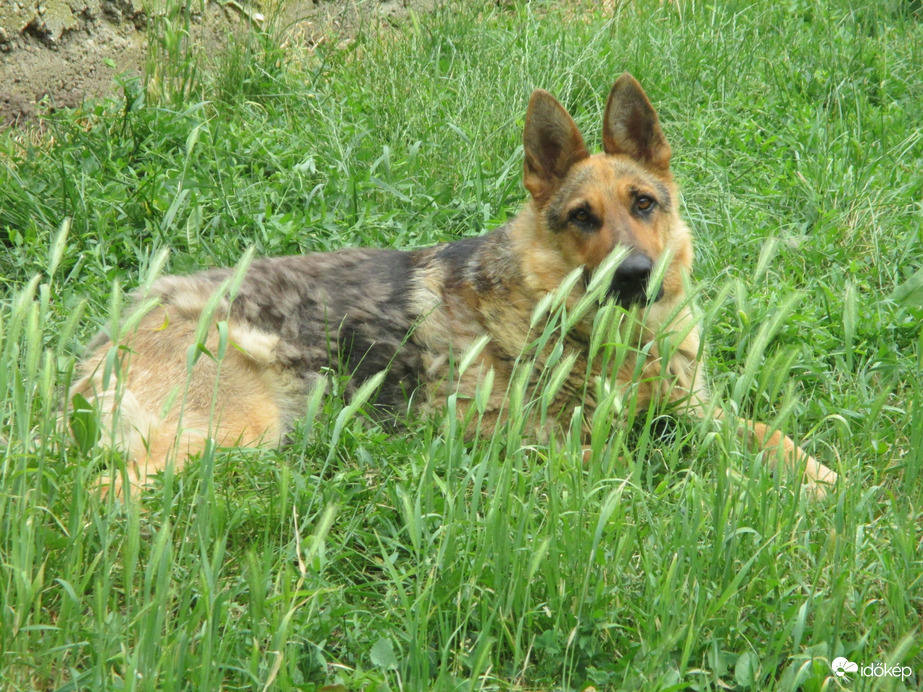 Tiszadob