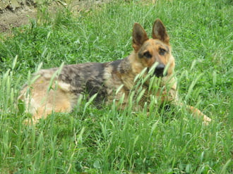 Tiszadob