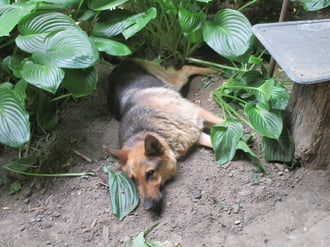 Tiszadob