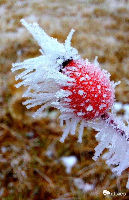 Zúzmarás csipkebogyó