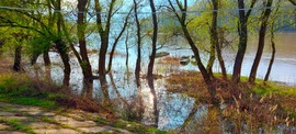 A megáradt Tisza Tiszaörvénynél 3.