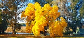 Csodaszép őszi pompájában ragyogó fa Tiszafüreden
