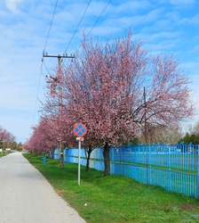 Tiszafüredi tavasz