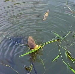 Tiszavirágzás Tiszafüred-Poroszló közötti csatornán