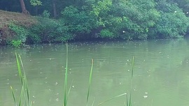 Tiszavirágzás Tiszafüred-Poroszló közötti csatornán