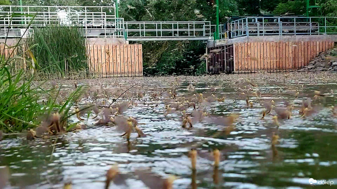Tömeges kérészrajzás Tiszafüred és Poroszló között