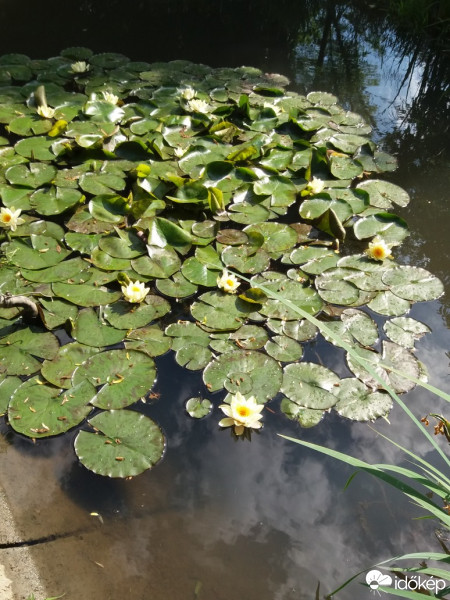 Gyula