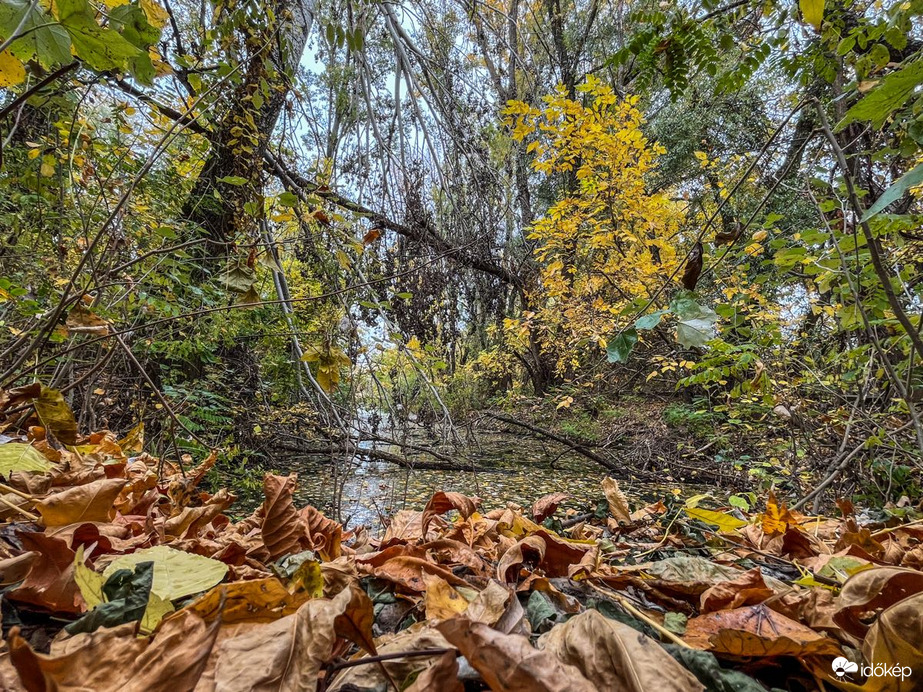 Gyomaendrőd