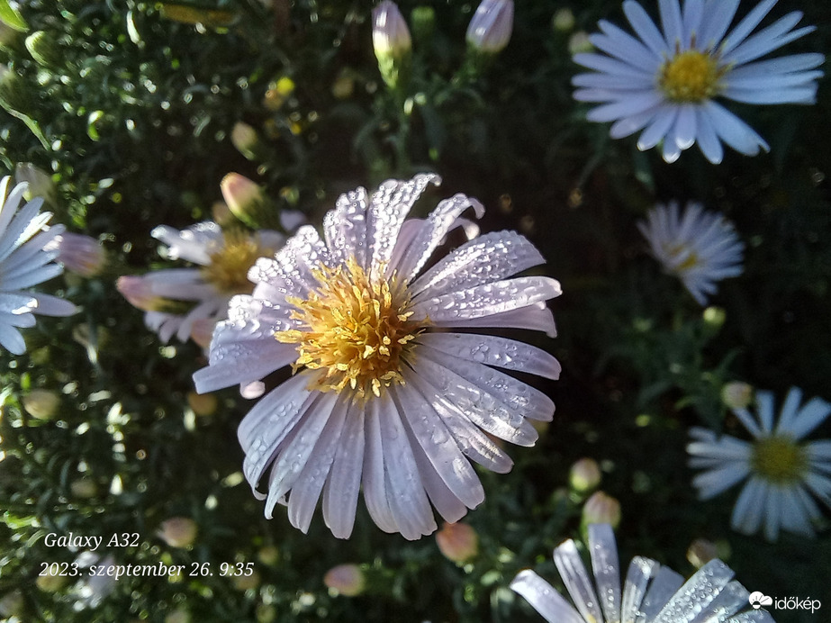 https://identify.plantnet.org/hu/k-world-flora/species/Symphyotrichum%20novi-belgii%20(L.)%20G.L.Nesom/data (Kopasz őszirózsa)