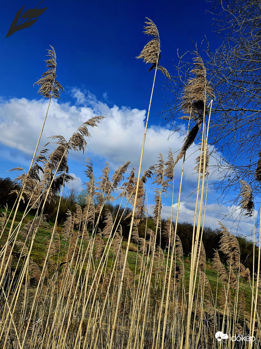 A rising, golden-yellow nanas stretches to reach the sky