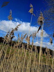 A rising, golden-yellow nanas stretches to reach the sky