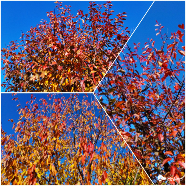 Őszi színekben pompázva...
