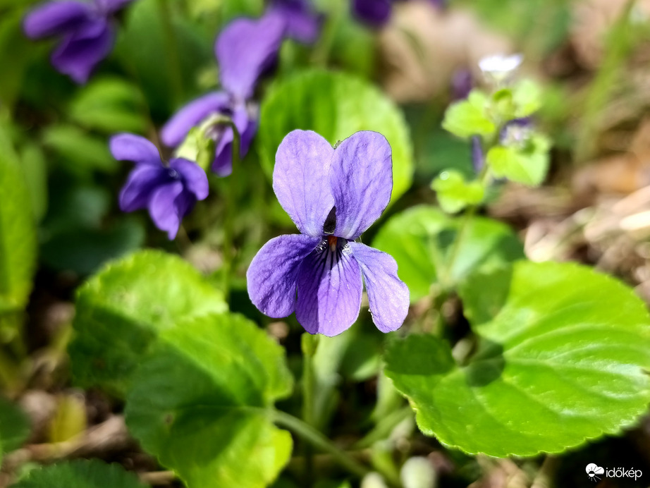 Tavasz a Bükkben - 6