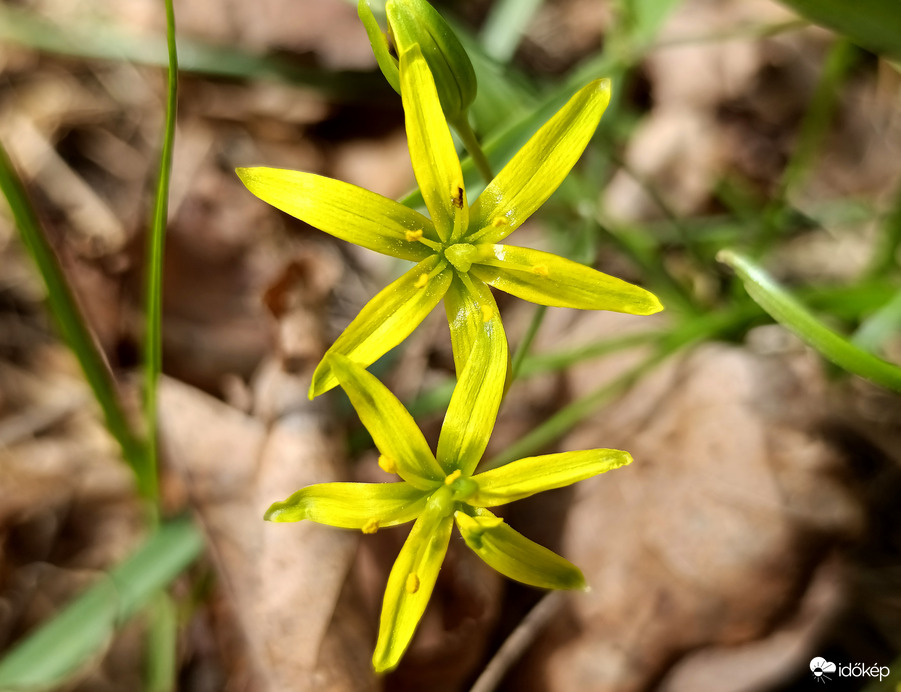 Tavasz a Bükkben - 5