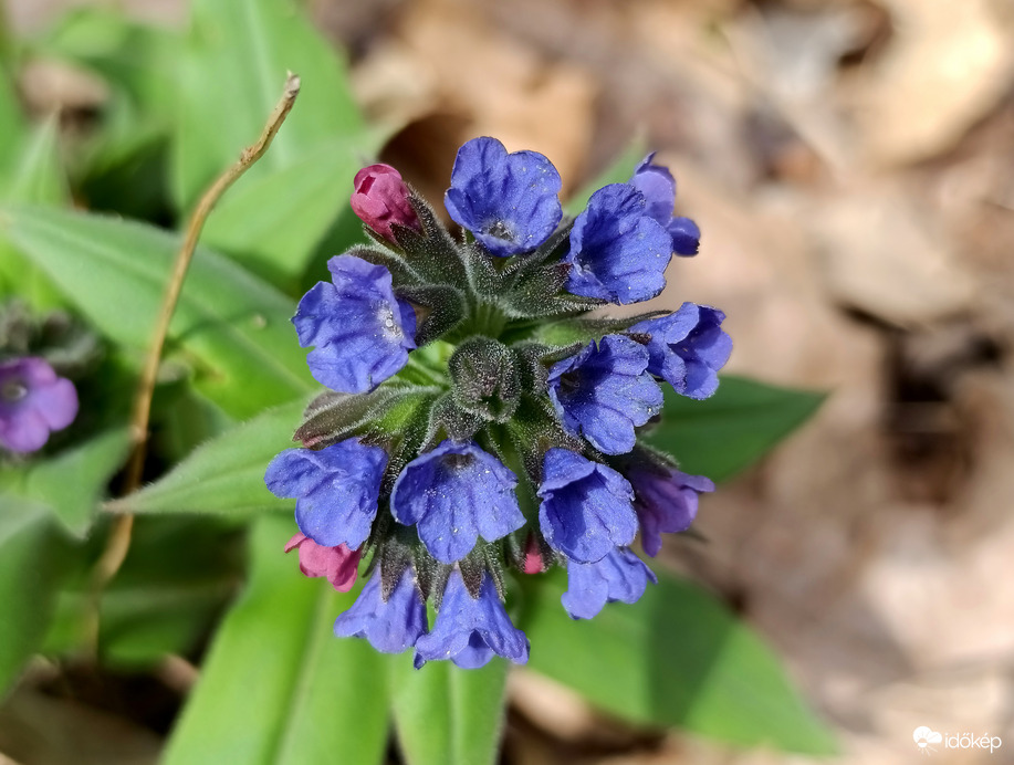 Tavasz a Bükkben - 4