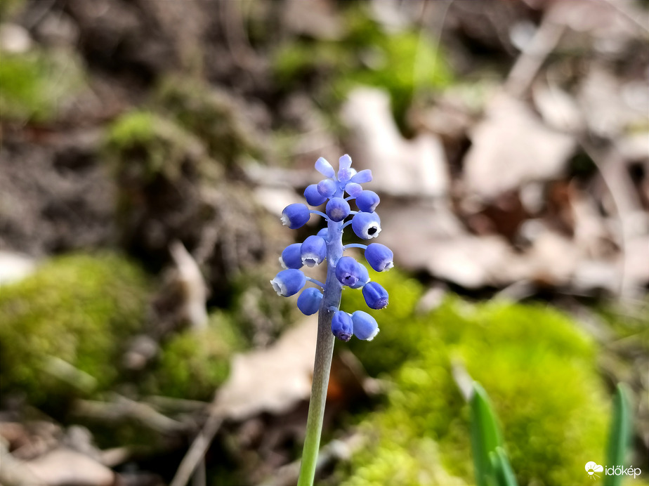 Tavasz a Bükkben - 3