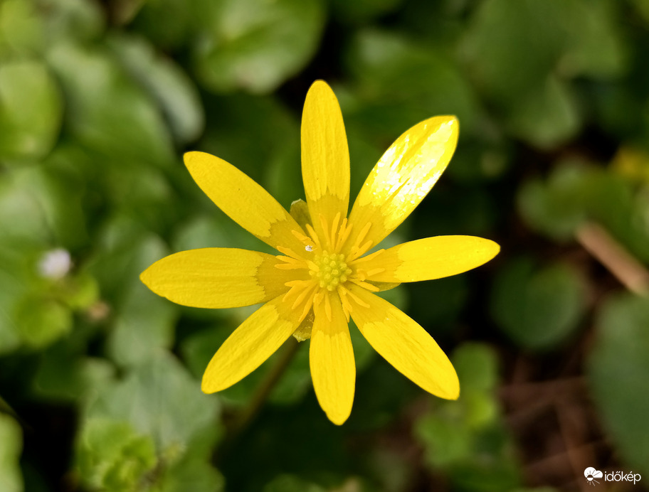 Tavasz a Bükkben - 2