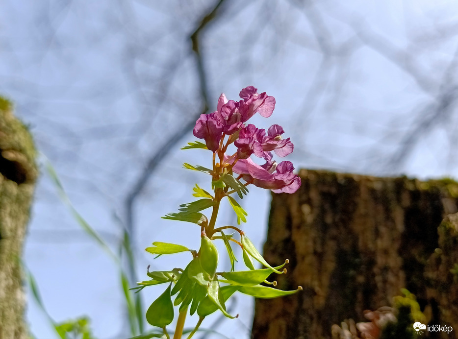 Tavasz a Bükkben - 1