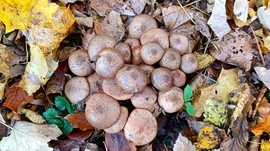 A Bükk őszi csodái - 11