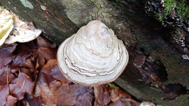 Eső után, a Bükkben - 2