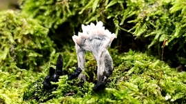 Eső után, a Bükkben - 8