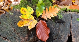 A Bükk őszi csodái - 6