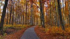 A Bükk őszi csodái - 20