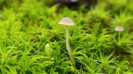 Eső után, a Bükkben - 6