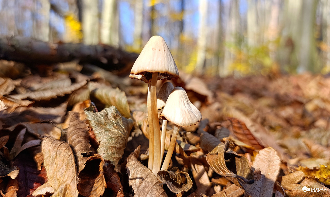 A Bükk őszi csodái - 13