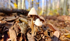 A Bükk őszi csodái - 13