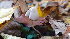 A Bükk őszi csodái - 12