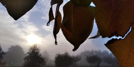 Ködös őszi reggel - 1