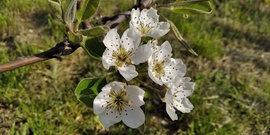 Tavasz - körte virág 