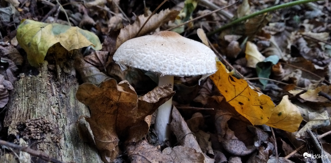 A Bükk őszi szépségei - 3