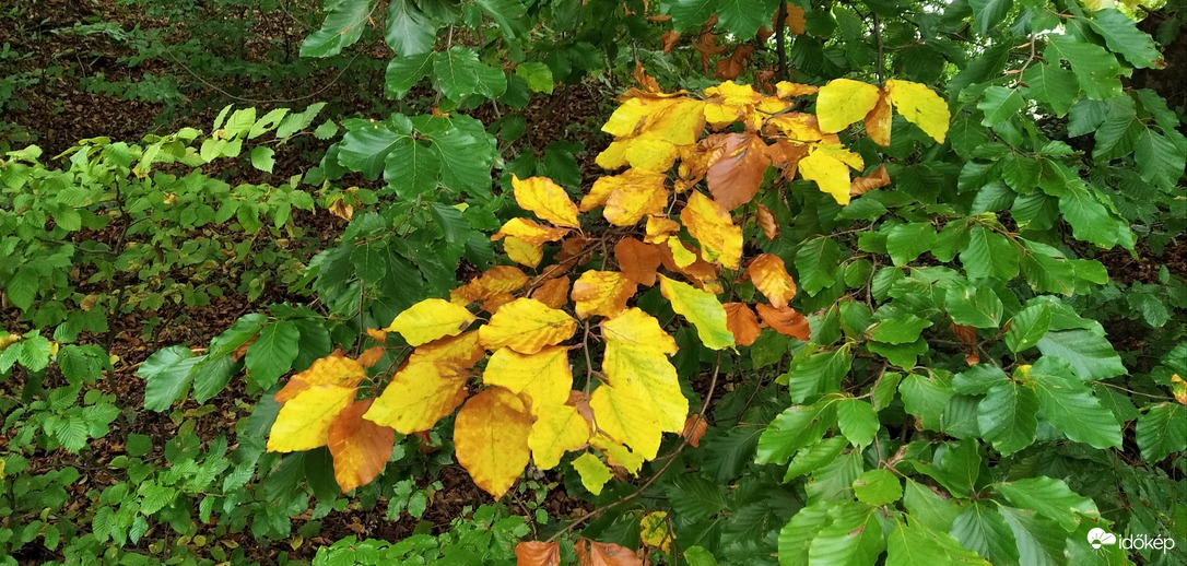 Lassan színbe borul minden 