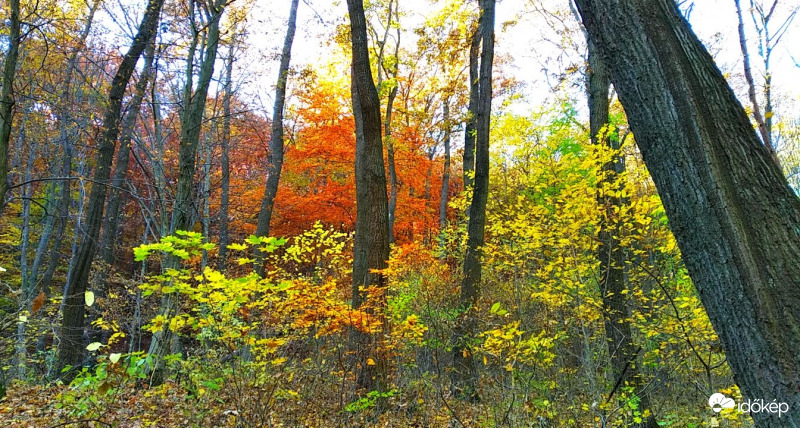 Az őszi erdő 1. 
